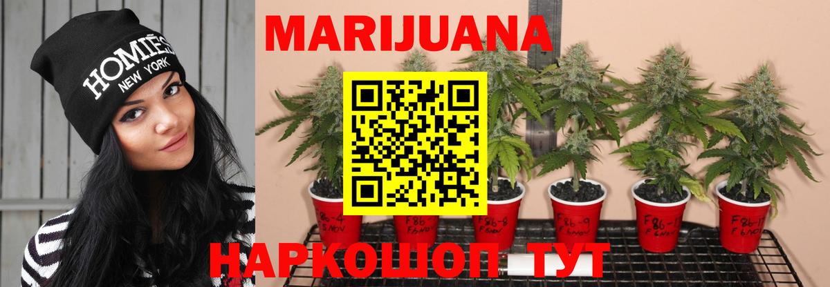 Каннабис конопля Сертолово